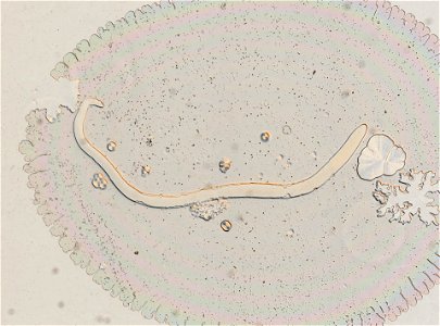 PRESERVED_SPECIMEN; FEMALE; ; microslide; ; IZ number 95180; lot count 1; Microslide 01, glycerin, whole mount; female; ovigerous; other number N-14:III-2;