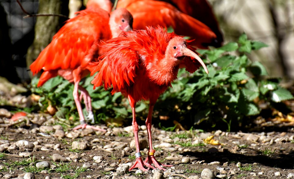 Red ibis plumage zoo