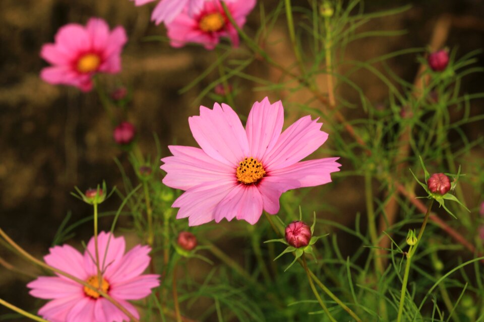 Pink bloom plant