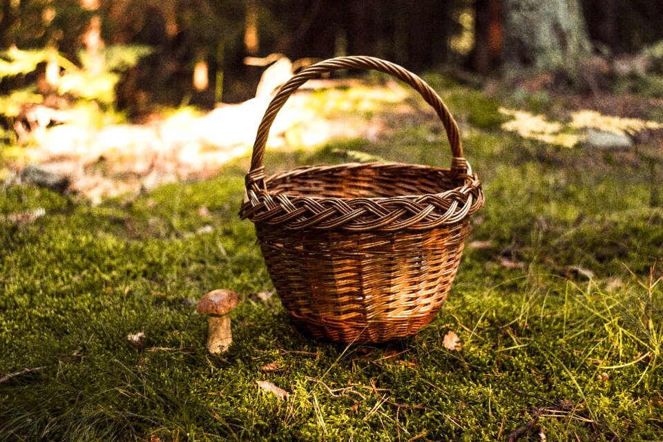 Autumn mushrooms red