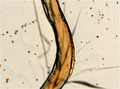 PRESERVED_SPECIMEN; MALE; ; microslide; ; IZ number 93202; lot count 1; Microslide 01, balsam, whole mount; male; other number P6.41;