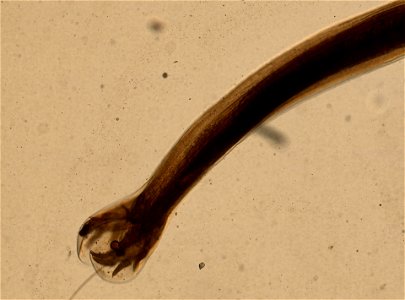 PRESERVED_SPECIMEN; MALE; ; microslide; ; IZ number 95221; lot count 1; Microslide 01, balsam, whole mount; male; other number N-23:III-4;