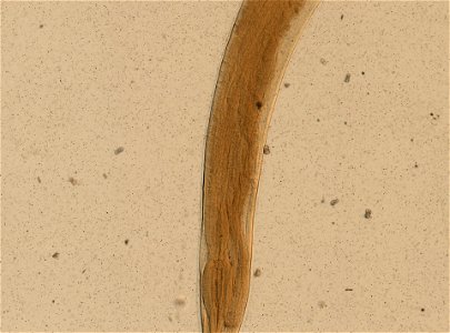PRESERVED_SPECIMEN; FEMALE; ; microslide; ; IZ number 95226; lot count 1; Microslide 01, balsam, whole mount; female; other number N-18:III-4;