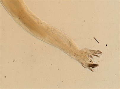 PRESERVED_SPECIMEN; MALE; ; microslide; ; IZ number 95227; lot count 1; Microslide 01, balsam, whole mount; male; other number N-17:III-4;