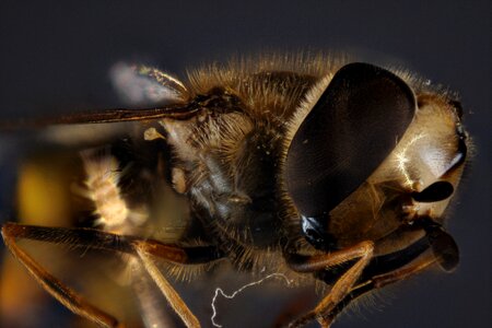 Close up insect macro photo