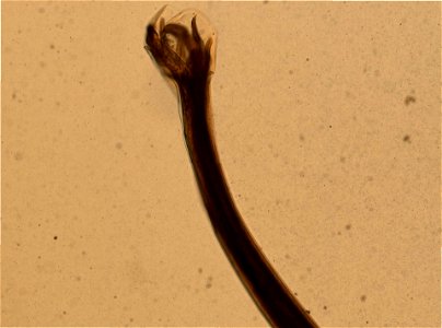 PRESERVED_SPECIMEN; FEMALE; ; microslide; ; IZ number 97914; lot count 1; Microslide 01, balsam, whole mount; Microslide 01, balsam, whole mount; female;