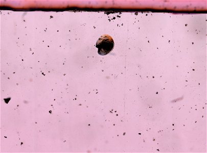 PRESERVED_SPECIMEN; ; LARVA; microslide; ; IZ number 90674; lot count 1; Microslide 01, balsam, whole mount; larva;