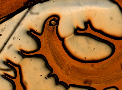 PRESERVED_SPECIMEN; ; ; microslide; ; IZ number 93165; lot count 1; Microslide 01, balsam, whole mount;