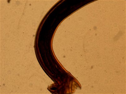PRESERVED_SPECIMEN; ; ; microslide; ; IZ number 93164; lot count 1; Microslide 01, balsam, whole mount;