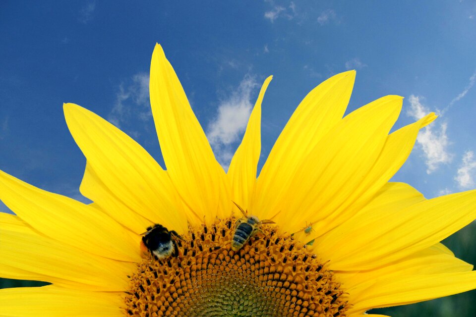 Yellow flower nature