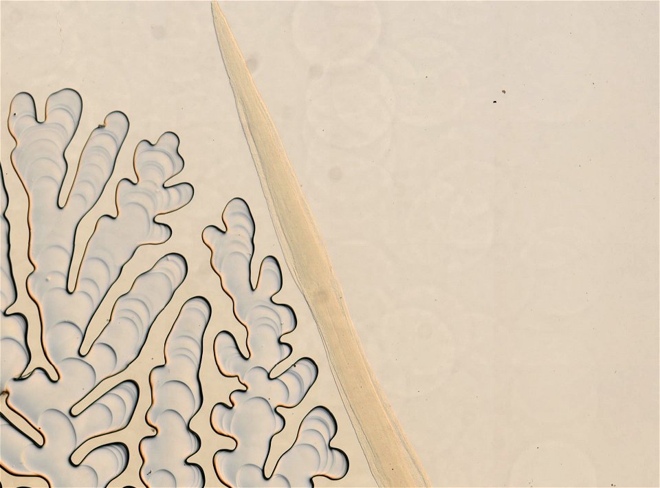 PRESERVED_SPECIMEN; FEMALE; ; microslide; ; IZ number 95251; lot count 1; Microslide 01, glycerin, whole mount; female; other number N-17:III-5; other number P6.86;
