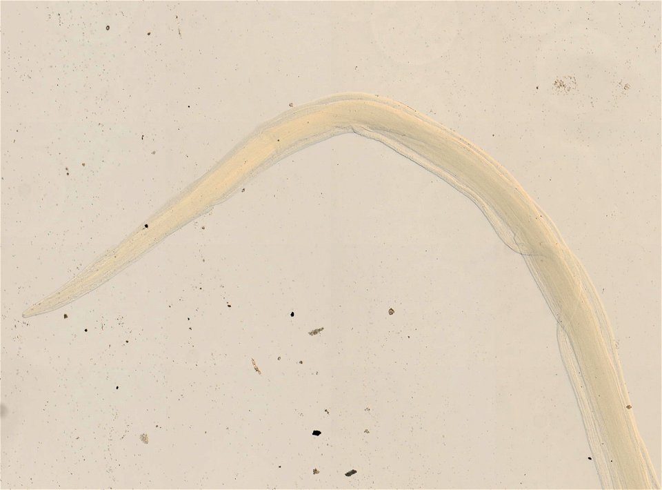 PRESERVED_SPECIMEN; MALE; ; microslide; ; IZ number 95252; lot count 1; Microslide 01, glycerin, whole mount; male; other number N-16:III-5; other number P6.85;