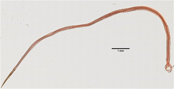 PRESERVED_SPECIMEN; MALE; ; microslide; ; IZ number 101907; lot count 1; Microslide 01, balsam, whole mount; male; photo