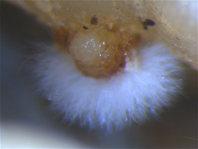 Fungal parasitism of an egg mass of Meloidogyne incognita, the root-knot nematode. This fungus occurs naturally in soils in the Manoa valley in Honolulu, Hawaii. Such fungal pathogens of nematodes typ