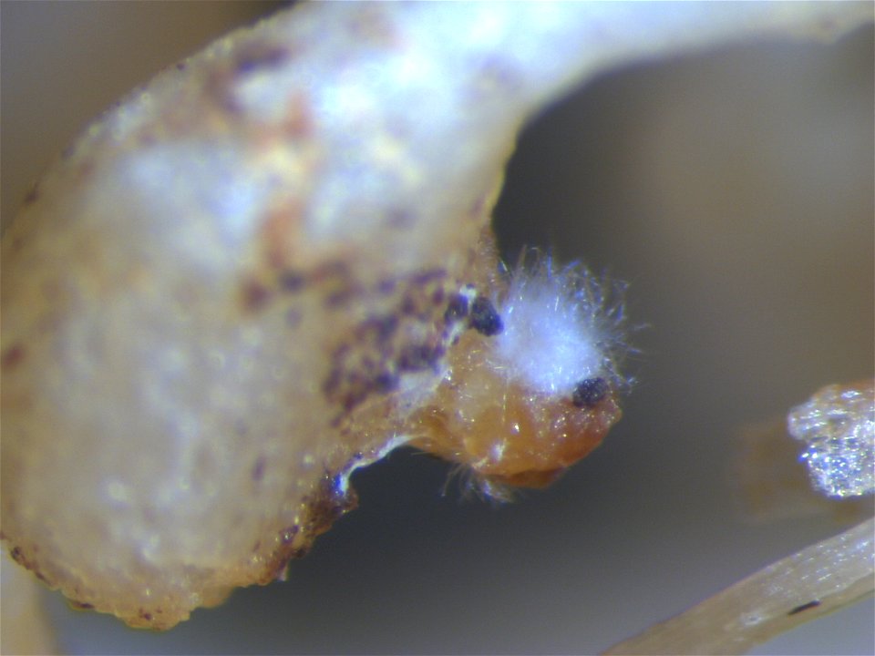 Fungal parasitism of an egg mass of Meloidogyne incognita, the root-knot nematode. This fungus occurs naturally in soils in the Manoa valley in Honolulu, Hawaii. Such fungal pathogens of nematodes typ