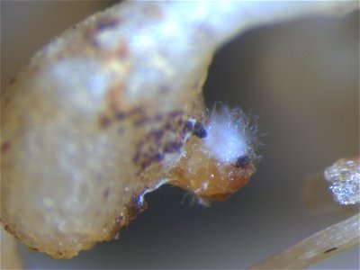 Fungal parasitism of an egg mass of Meloidogyne incognita, the root-knot nematode. This fungus occurs naturally in soils in the Manoa valley in Honolulu, Hawaii. Such fungal pathogens of nematodes typ photo