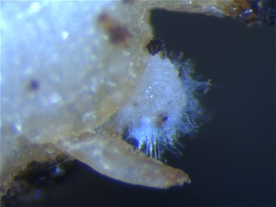 Fungal parasitism of an egg mass of Meloidogyne incognita, the root-knot nematode. This fungus occurs naturally in soils in the Manoa valley in Honolulu, Hawaii. Such fungal pathogens of nematodes typ photo