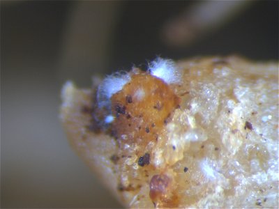 Fungal parasitism of an egg mass of Meloidogyne incognita, the root-knot nematode. This fungus occurs naturally in soils in the Manoa valley in Honolulu, Hawaii. Such fungal pathogens of nematodes typ photo