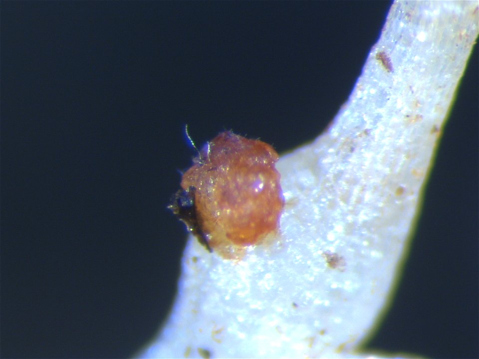 Fungal parasitism of an egg mass of Meloidogyne incognita, the root-knot nematode. This fungus occurs naturally in soils in the Manoa valley in Honolulu, Hawaii. Such fungal pathogens of nematodes typ
