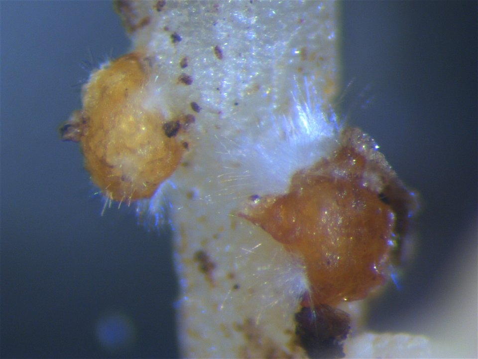 Fungal parasitism of an egg mass of Meloidogyne incognita, the root-knot nematode. This fungus occurs naturally in soils in the Manoa valley in Honolulu, Hawaii. Such fungal pathogens of nematodes typ