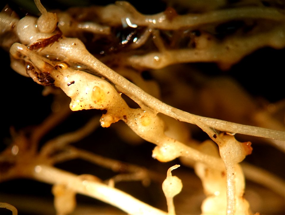 Meloidogyne incognita on Solanum lycopersicum (galls with egg masses)