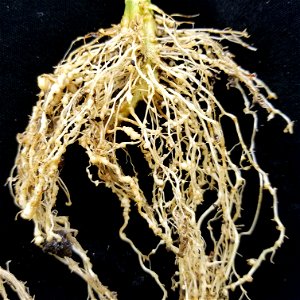 Meloidogyne incognita on Solanum lycopersicum. photo