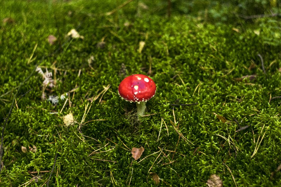 Autumn mushrooms red