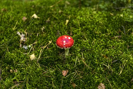 Autumn mushrooms red
