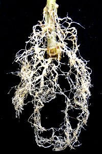 Meloidogyne incognita on Solanum lycopersicum. The image depicts a root system about one month after infection. Variety: Orange Pixie photo
