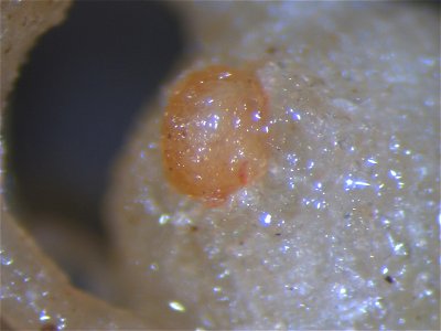 Meloidogyne incognita on Solanum lycopersicum (egg mass) photo