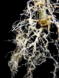 Meloidogyne incognita on Solanum lycopersicum. The image depicts a root system about one month after infection. Variety: Orange Pixie photo