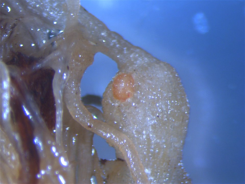 Meloidogyne incognita on Solanum lycopersicum (egg mass)