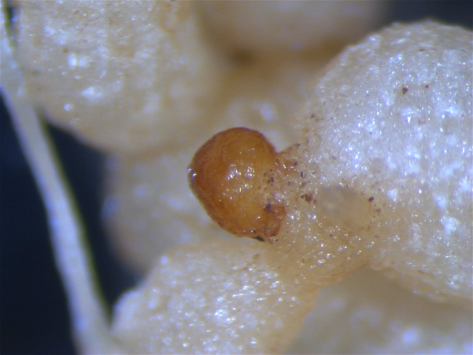 Meloidogyne incognita on Solanum lycopersicum (egg mass)