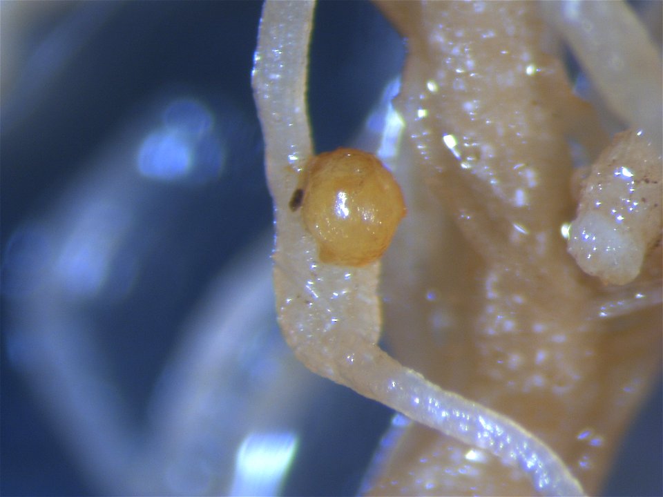 Meloidogyne incognita on Solanum lycopersicum (egg mass)