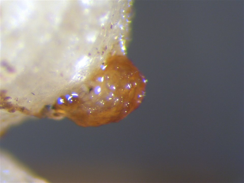 Meloidogyne incognita on Solanum lycopersicum (egg mass)