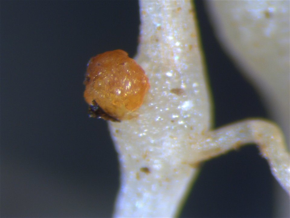 Meloidogyne incognita on Solanum lycopersicum (egg mass)