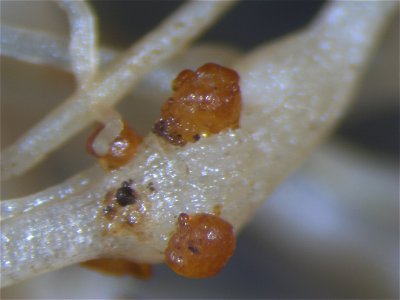 Meloidogyne incognita on Solanum lycopersicum (egg mass) photo
