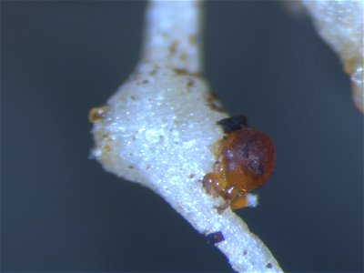 Meloidogyne incognita on Solanum lycopersicum (egg mass)