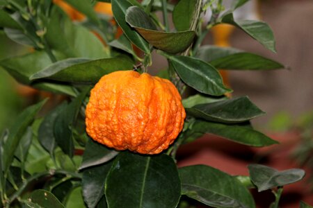 Fruit nature plant