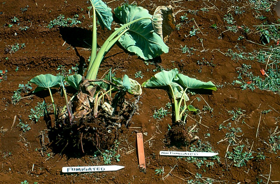 Meloidogyne javanica on Colocasia esculenta. Root knot of taro (Colocasia esculenta) caused by Meloidogyne javanica, showing the severe stunting of plant from a non-fumigated plot (right).