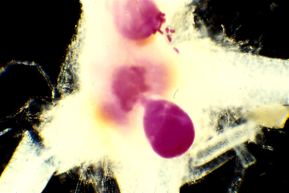 Meloidogyne arenaria (adult females) in Arachis hypogaea