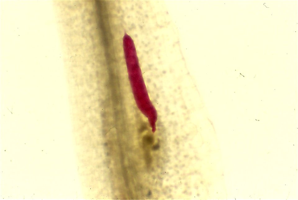 Meloidogyne arenaria (enaria (third stage juvenile) in peanut (Arachis hypogea) root