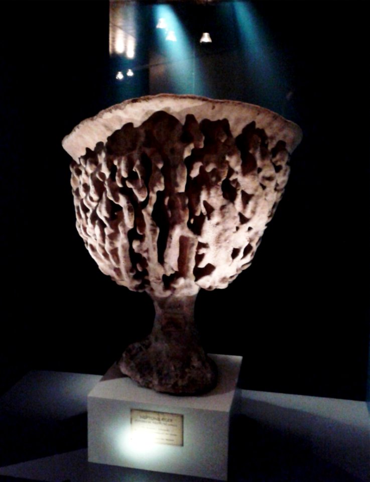 Photograph of a specimen of Neptune's Cup. Photograph taken at the Zoologisk Museum, Copenhagen.