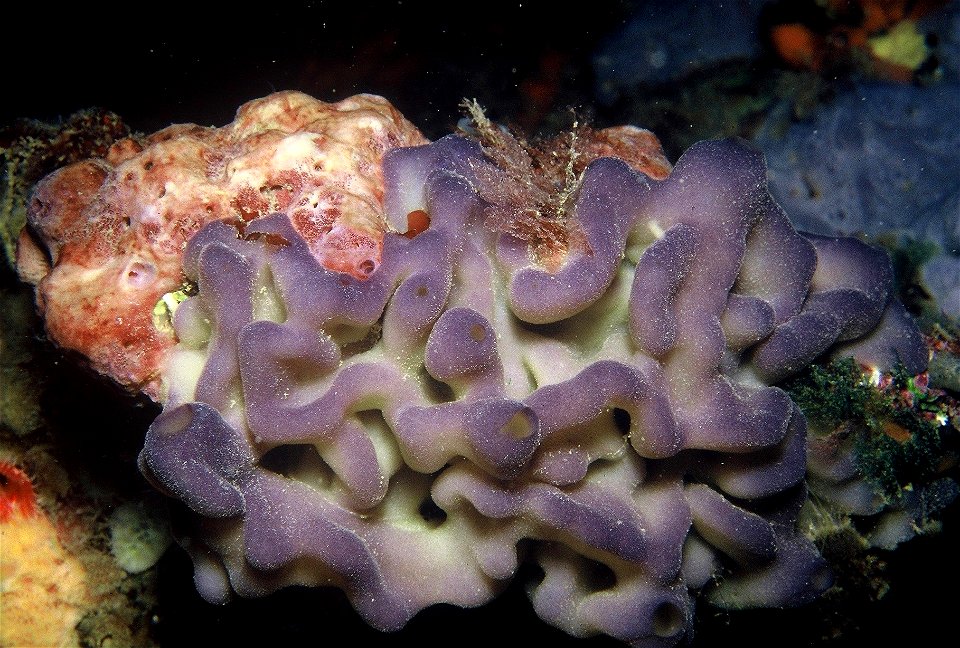 Oscarella lobularis(Schmidt, 1862) - Banyuls-sur-Mer : 08/1985