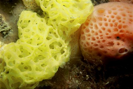 Clathrina clathrus (Schmidt, 1864), Hemimycale columella (Bowerbank, 1874), Polysyncraton bilobatum Lafargue, 1968 - Banyuls-sur-Mer : 05/1984