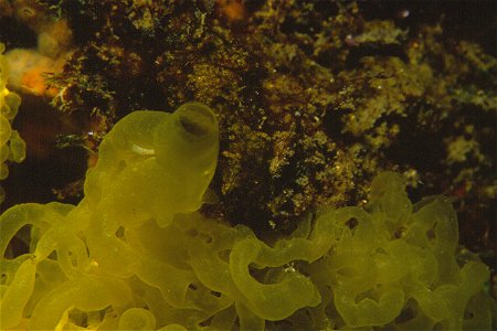 Clathrina clathrus (Schmidt, 1864) - Banyuls-sur-Mer : 08/1986