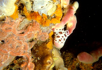 Peltodoris atromaculata Bergh, 1880, Petrosia ficiformis (Poiret, 1789) - Banyuls-sur-Mer : 07/1980