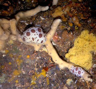 Peltodoris atromaculata Bergh, 1880 feeds on the Porifera Petrosia ficiformis (Poiret, 1798) - Banyuls-sur-Mer : 07/1980