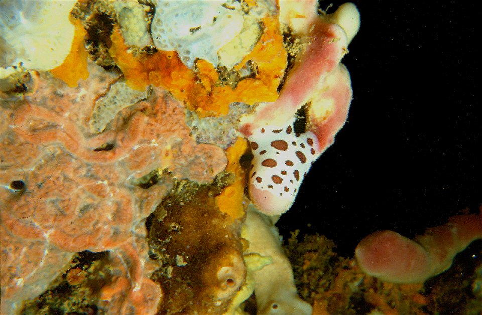 Peltodoris atromaculata Bergh, 1880 feeds Petrosia ficiformis (Poiret, 1798) - faeces (droppings) of the mollusk show a ground of spicules - pers. obs. - Banyuls-sur-Mer : 07/1980