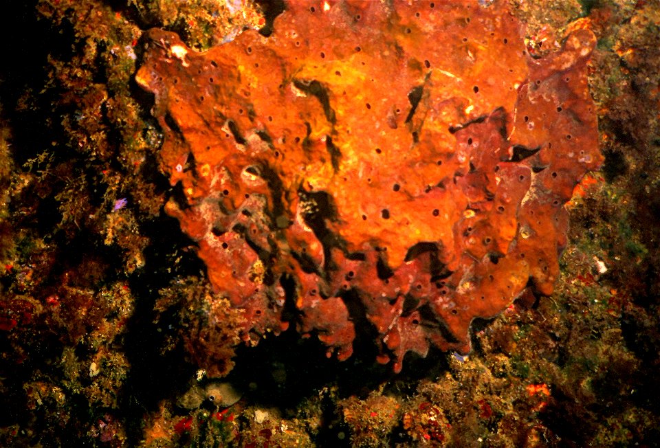 Petrosia ficiformis (Poiret, 1798) - Banyuls-sur-Mer : 08/1987